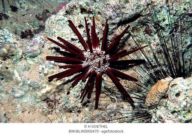 slate pencil urchin Heterocentrotus mammilatus
