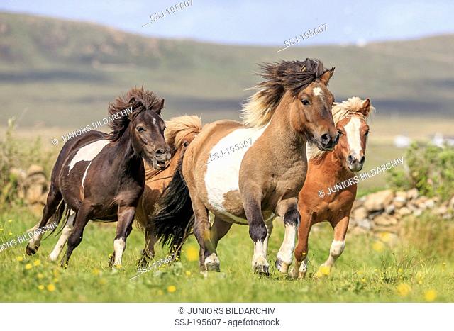 Shetland Pony Four young stallions galloping on a meadow Shetlands, Unst
