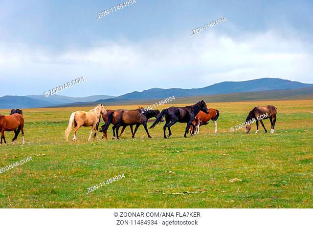Herd of horses in misty green landscape by Song Kul lake, Kyrgyzstan