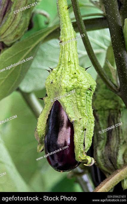 Reife Aubergine (Solanum melongena), Nachtschattengewächs (Solanaceae)/ Ripe Eggplant (Aubergine), (Solanum melongena), Nightshades family (Solanaceae)