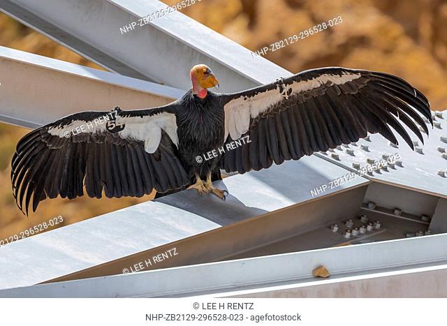 California Condor, Gymnogyps californianus, adult male #54 with wings extended, sunning its feathers in the morning sun to dry and warm them
