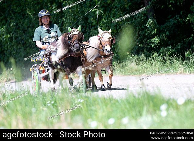 15 May 2022, Hessen, Mühlheim am Main: Andrea Tigges-Angelidis takes her two mini Shetland ponies Moritz (l) and Paulinchen for a ride in a miniature carriage