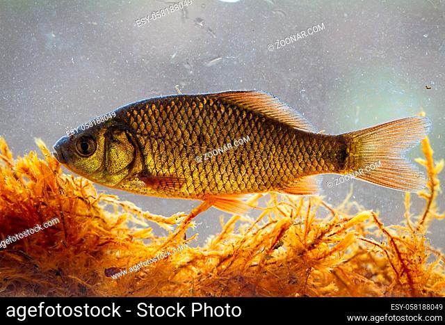 Young crucian carp, carassius carassius, swimming underwater among water vegetation from side view. Young shiny fish floating in river or pond in nature