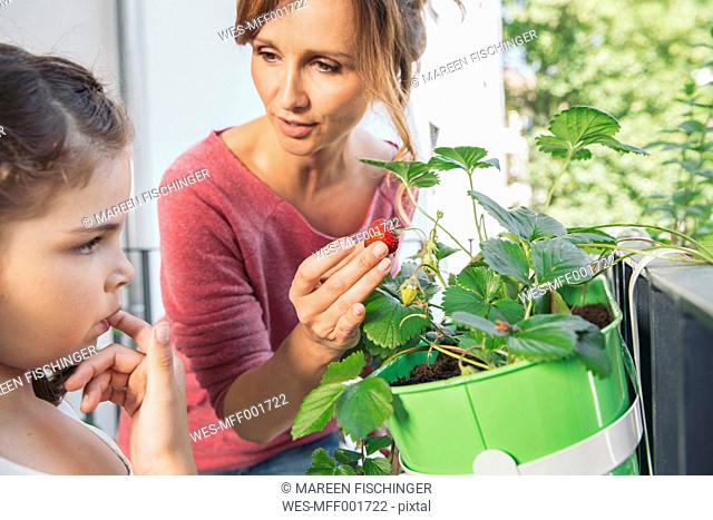 Mother showing her daughter a ripe strawberry on balcony