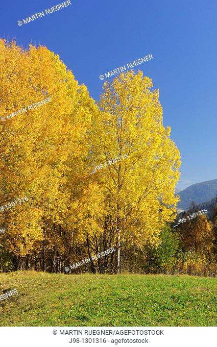 Aspen or Commen Aspen Populus tremula in autumn, close up  Dolomites, Alps, South Tyrol, Alto Adige, Italy, Europe