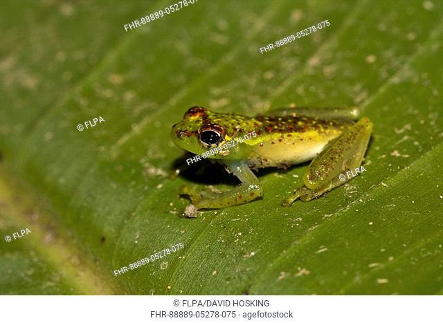 Malagasy tree Frog - Boophis bottae