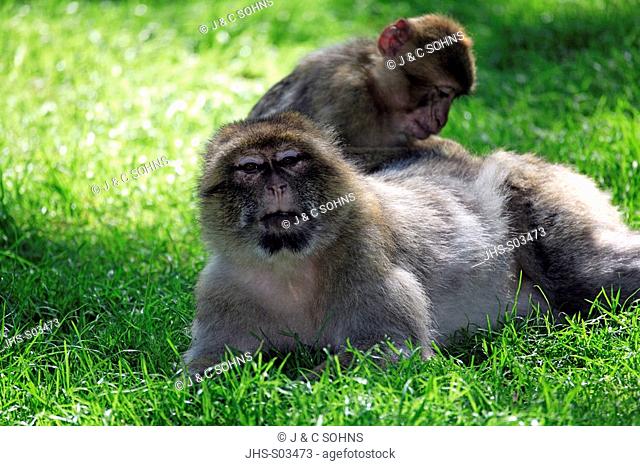 Barbary Ape, Macaca sylvanus, adult couple grooming, Netherlands, adult couple grooming