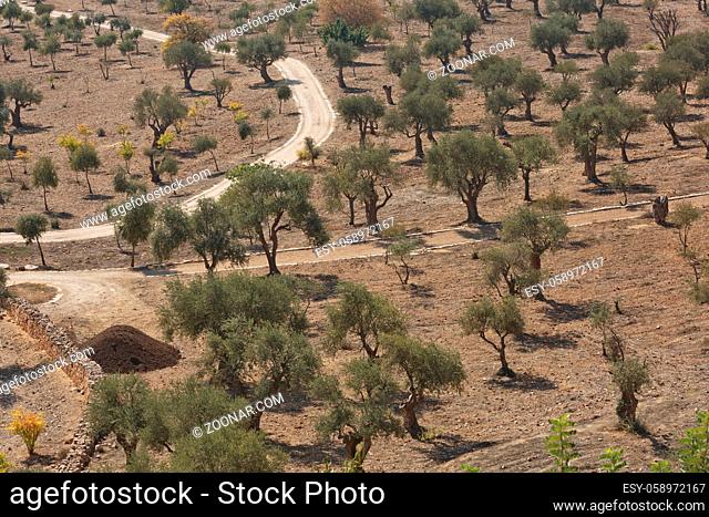 Olive trees on Mount of Olives in Jerusalem in Israel during hot summer day