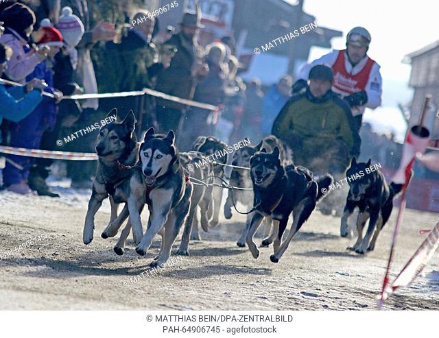 A musher sets off with his dogs during the first dog sled race of 2016 in Hasselfelde, Germany, 09 January 2016. Due to a lack of snow