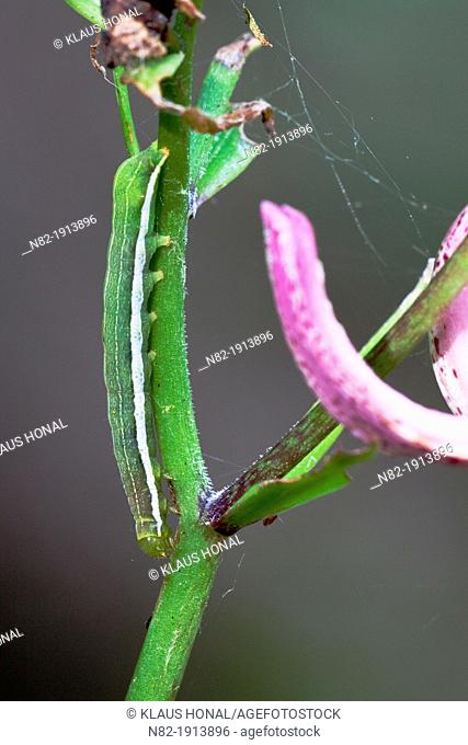 Hebrew character larva Orthosia gothica on Martagon lily plant Lilium martagon - Region Altmuehltal, Bavaria/Germany