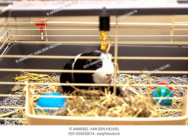 Guinea-pig black and white in its cage, little cute pet close-up with toys, food and straw happy