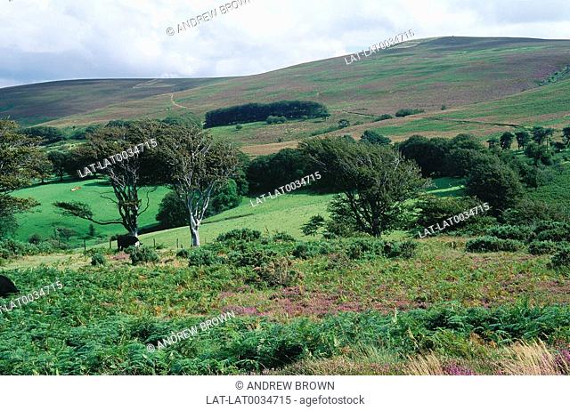 Exmoor. Trees, plants and hills
