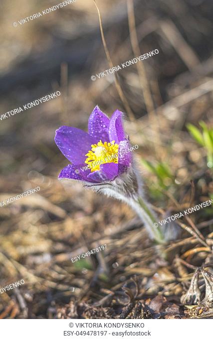 Eastern cutleaf anemone, pasque flower, prairie crocus whith drops of dew. Beautiful spring violet flower. Shallow depth of field. Copy space