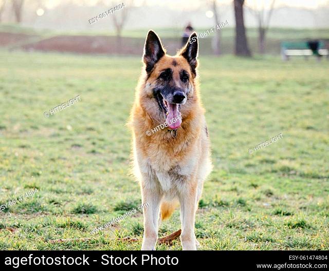 German shepherd plays in the park. Dog portrait at sunset