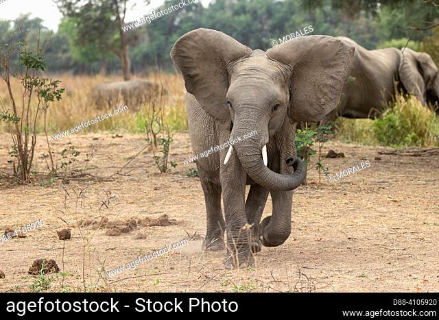 Africa, Zambia, Lower Zambezi natioinal Park, African Savannah Elephant or Savannah Elephant (Loxodonta africana), agressive attitude