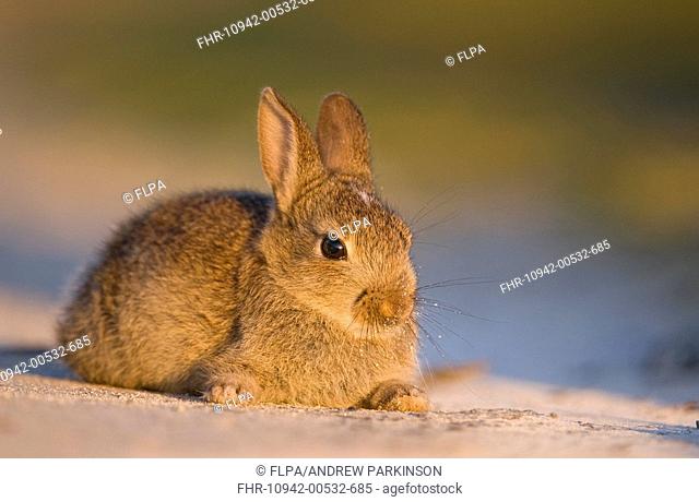 European Rabbit Oryctolagus cuniculus young, resting on sandy track, Isle of Lewis, Outer Hebrides, Scotland, may