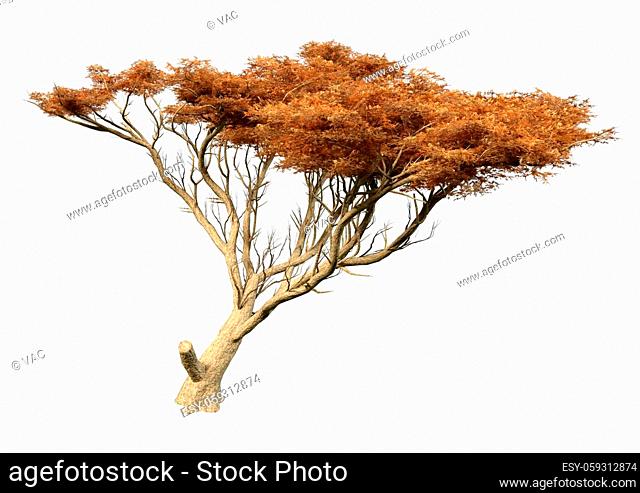 3D rendering of an autumnal acacia tree isolated on white background