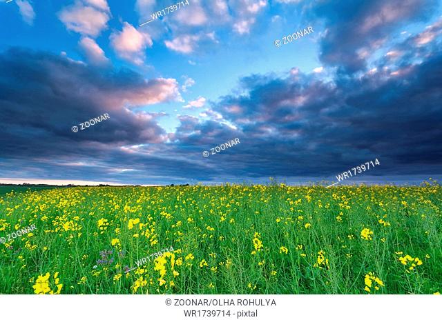 rapeseed flower field at sunset