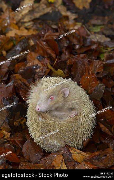 European Hedgehog (Erinaceus europaeus) albino, adult resting on fallen autumn leaves, Suffolk, England, United Kingdom, Europe