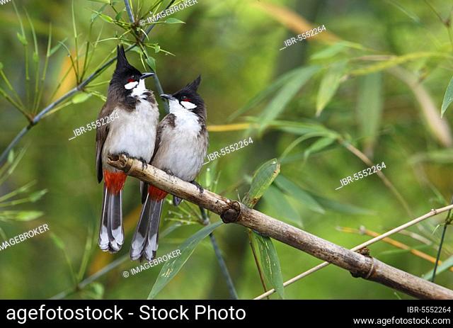 Red-whiskered Bulbul (Pycnonotus jocosus) adult pair, perched together on bamboo, Tai Po Kau, Hong Kong, China, Asia