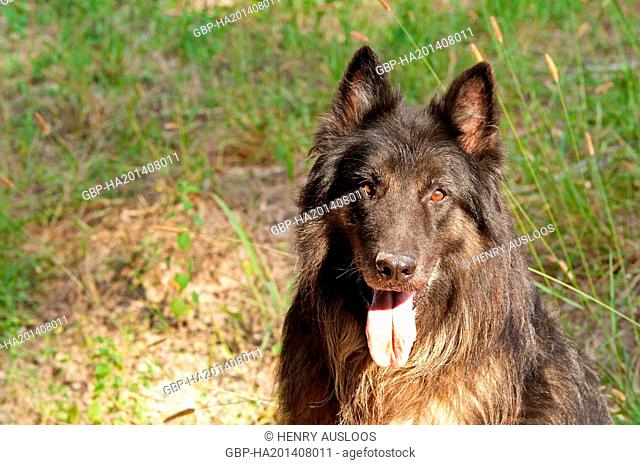 Dog, canis familiaris, Belgian Shepherd, waiting