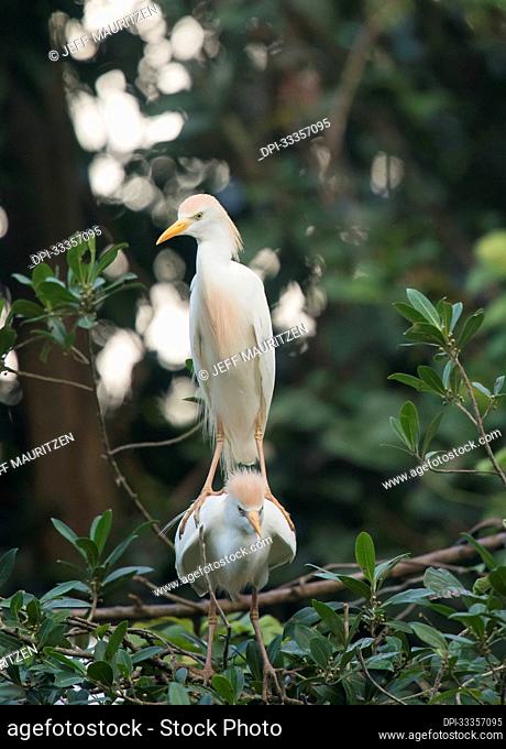 A Cattle egret (Bubulcus ibis) stands on the back of another egret at a rookery; Puntarenas, Costa Rica