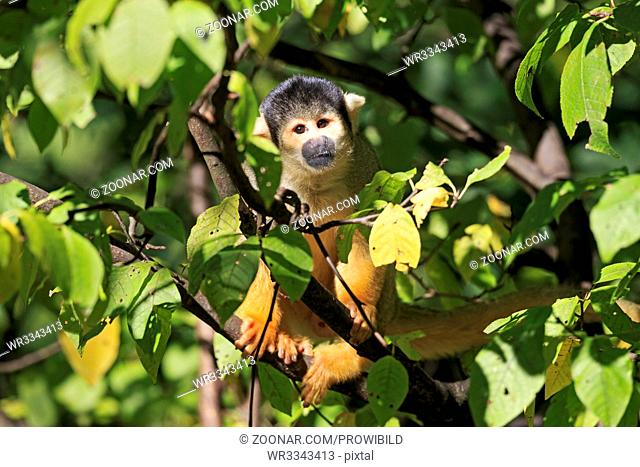 Totenkopfaeffchen, (Saimiri sciureus), Squirrel Monkey, captive