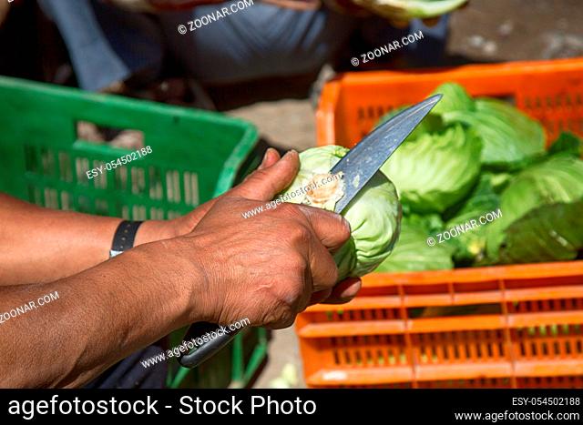 Market trade in vegetables, selling cabbage. The seller cuts the cabbage stalk