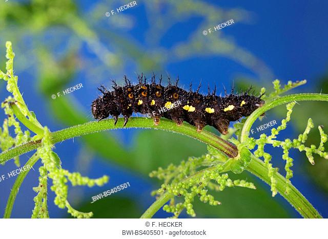 Red admiral (Vanessa atalanta, Pyrameis atalanta), caterpillar feeding on nettle, Germany