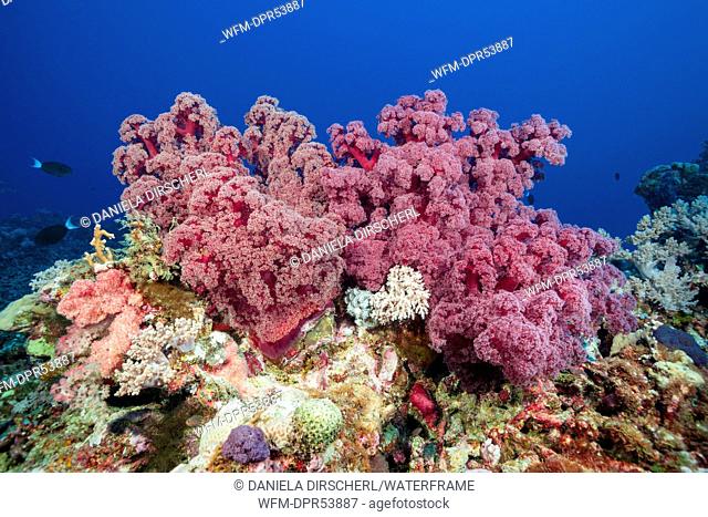 Soft Coral Reef, Dendronephthya, Osprey Reef, Coral Sea, Australia