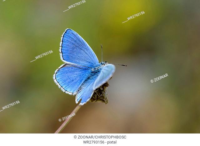 Male Common Blue Butterfly, Polyommatus icarus, Hauhechel Bläuling