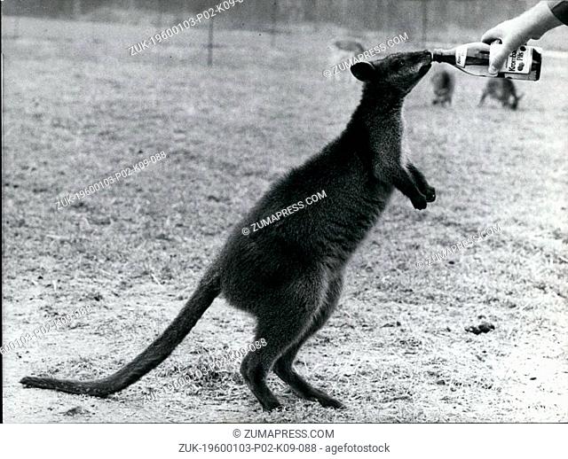 Jan. 10, 1968 - 35 Kangaroos frolicked in the garden of Rudolf Mueckler : 35 kangaroos owns the hobby breeder Rudolf Mueckler