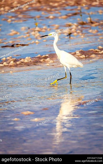 Snowy egret is wading on a beach in Fort DeSoto County Park in St. Petersburg, Florida