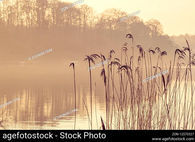Reed silhouettes by a lake in the morning mist with the sunrise behind a small forest