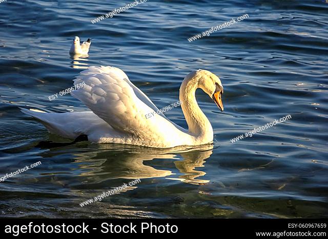 A beautiful white swan floating in the sea. Birds at the seaside near Varna, Bulgaria