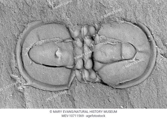 Agnostid trilobite of Cambrian age, found in deep water. It is a blind trilobite of only a few millimetres long, with only two thoracic segments
