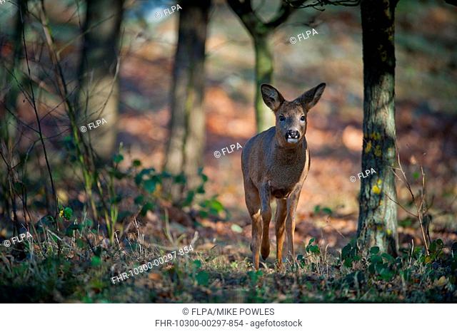 Western Roe Deer Capreolus capreolus doe, walking in oak woodland, Norfolk, England, november