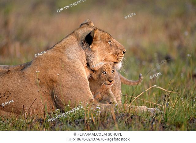 Southwest African Lion (Panthera leo bleyenberghi) adult female with young cub, resting, Kafue N.P., Zambia, September