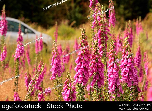 12 July 2021, Saxony-Anhalt, Elbingerode: A car drives along a meadow with flowering foxgloves (Digitalis purpurea). The red foxglove is one of the most...