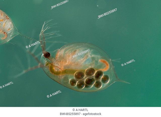 common water flea Daphnia pulex, female with subitan eggs in the brood pouch