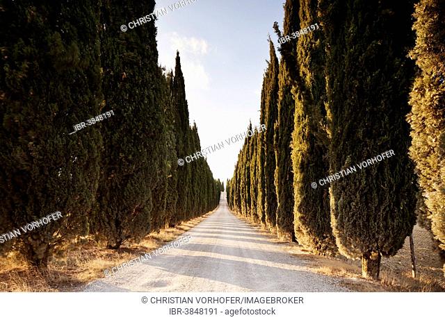 Cypress avenue leading to a Tuscan farmhouse, Province of Siena, Tuscany, Italy