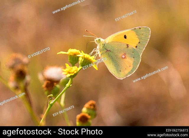 A Clouded yellow is sitting on a yellow flower