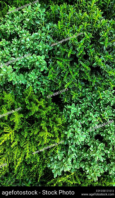 Green plants closely packed seen from above creating a green carpet in various shades of green