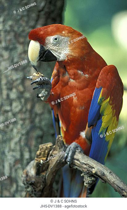 Scarlet Macaw Ara macao South America