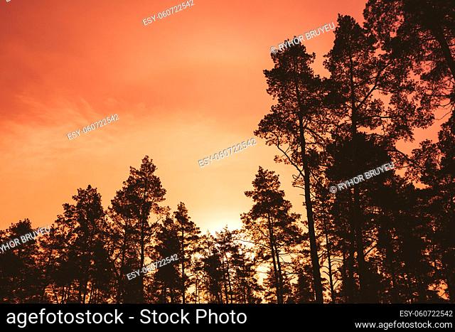 Dark Silhouettes Of Trunks And Crowns Of Trees On A Background Of Bright Red Sunset Sky. Forest Woods At Dusk, Sunrise