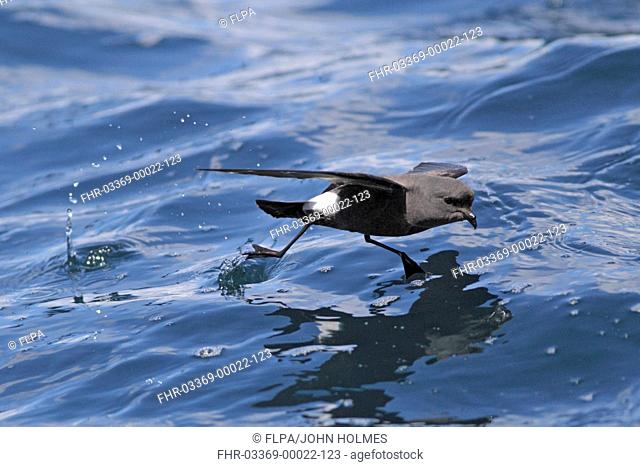 Wilson's Storm-petrel Oceanites oceanicus adult, in flight over sea, off Cape Town, Western Cape, South Africa, September