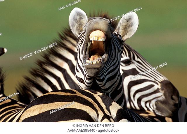 Burchell's Zebra yawning (Equus burchelli) , KwaZulu-Natal Midlands, S. Africa