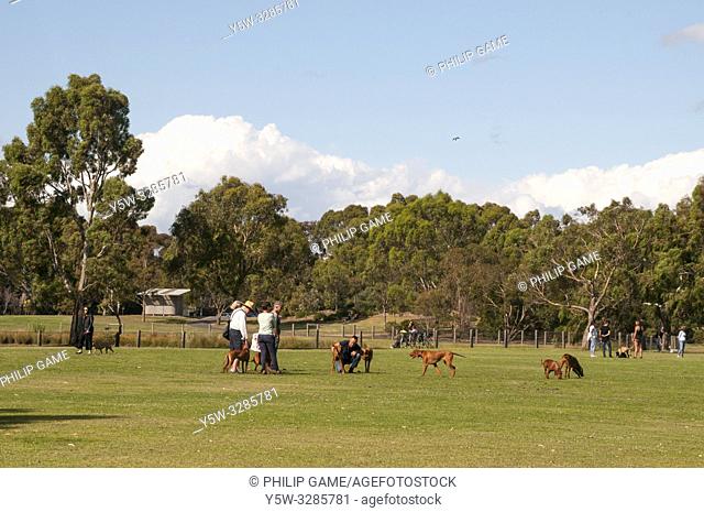 Late afternoon dog walking at Elsternwick Park in the SE suburbs of Melbourne, Australia