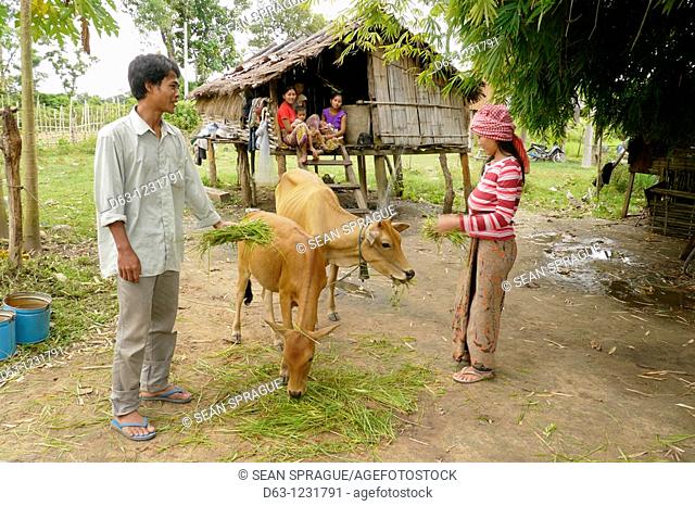 CAMBODIA. Sin Vorn 32 and his wife Lib Khan 23 owners of two cows and beneficiaries of DPA animal husbandry project, Ban Bung village, Stung Treng district