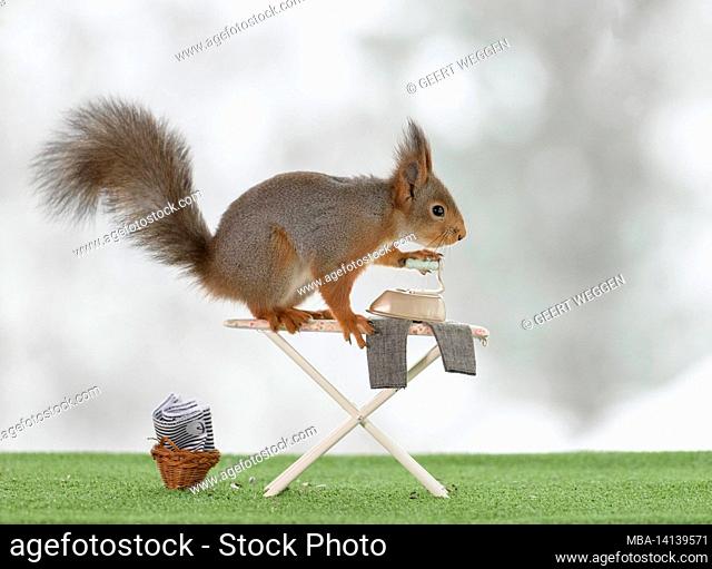 red squirrel is standing on an ironing board